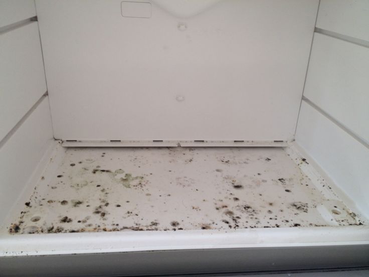 mold