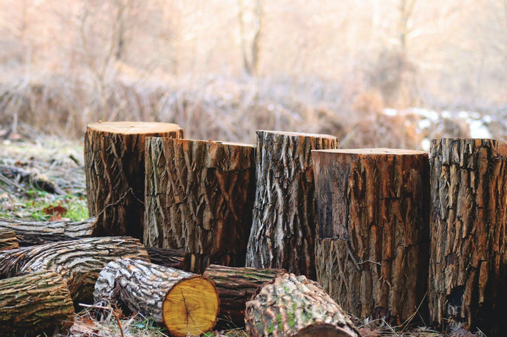tree stumps